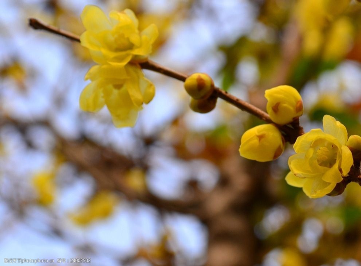 歲末時節(jié)百花盡，獨見蠟梅寒中香---感悟冬季蓉城“梅香”